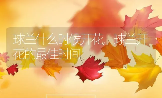 球兰什么时候开花,球兰开花的最佳时间 | 养殖常见问题