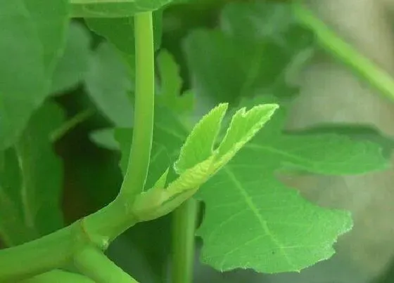 植物常识问题|无花果树怎样修剪才能多结果