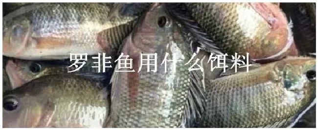 罗非鱼用什么饵料 | 农业问题