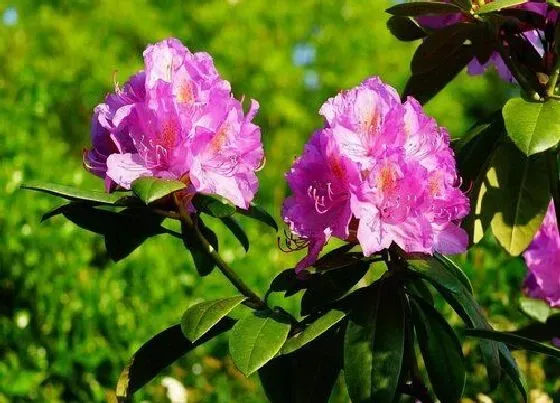 植物常识问题|7月养护杜鹃需要注意哪些问题