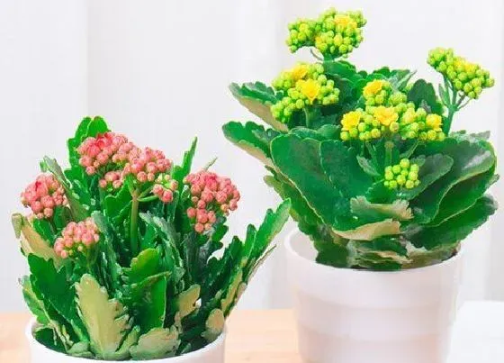 植物常识问题|长寿花叶片发软需要怎么避免呢