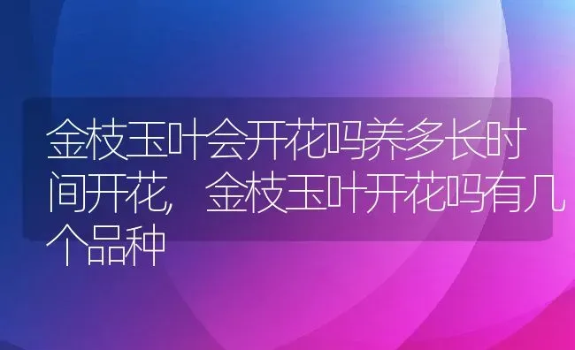 金枝玉叶会开花吗养多长时间开花,金枝玉叶开花吗有几个品种 | 养殖常见问题