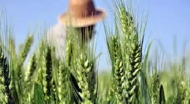 植物常识问题|小麦防治倒伏的有效措施（小麦倒伏主要原因及预防方法）