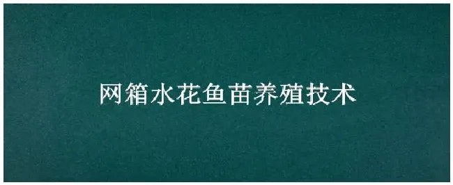 网箱水花鱼苗养殖技术 | 农业问题