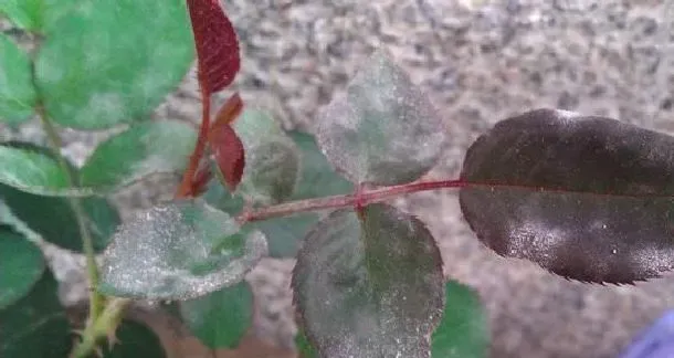 植物常识问题|月季花长白霜用什么药（月季花长了白色的霜是什么东西）