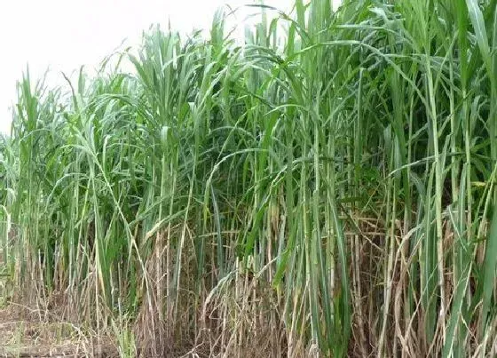 植物常识问题|多年生牧草有哪些品种 耐寒高产的多年生长牧草品种