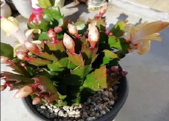 植物常识问题|扦插蟹爪兰坚决不用的三种叶片