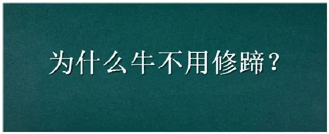 为什么牛不用修蹄 | 生活常识