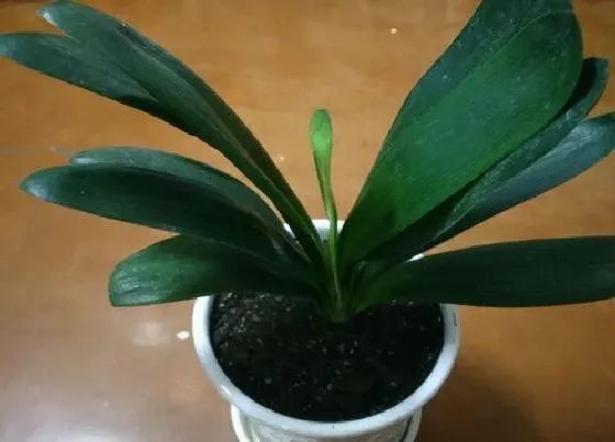 植物常识问题|君子兰施肥应该注意些什么  有哪些讲究