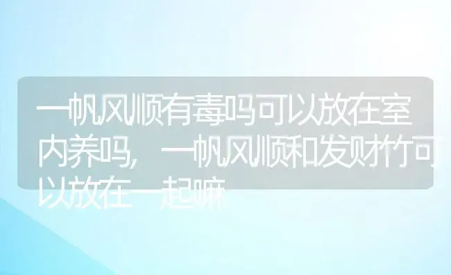 一帆风顺有毒吗可以放在室内养吗,一帆风顺和发财竹可以放在一起嘛 | 养殖常见问题