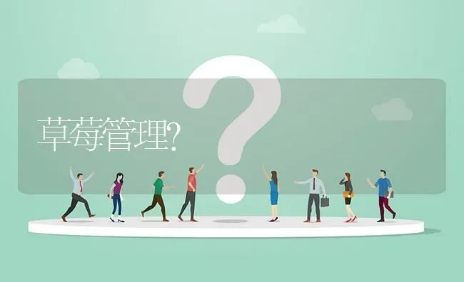 草莓管理? | 养殖问题解答