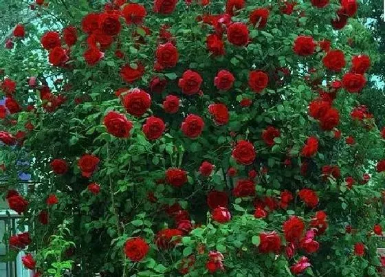 植物常识问题|想要月季花长芽开花多该怎么养护