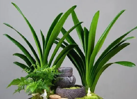 植物常识问题|不能给君子兰浇的三种水