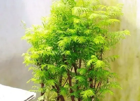 植物常识问题|水杉长什么样子图片
