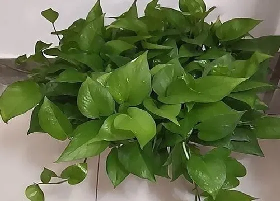 植物常识问题|夏天绿箩怎么养生长旺盛叶片油亮