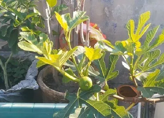 植物常识问题|无花果根系不腐烂有哪些方法