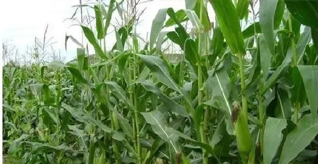 植物常识问题|立秋无雨是空秋万物历来一半收（立秋对农作物的影响）