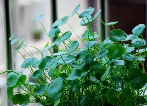 植物常识问题|铜钱草究竟有多好养