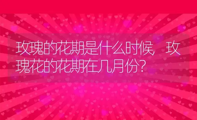 玫瑰的花期是什么时候,玫瑰花的花期在几月份？ | 养殖常见问题