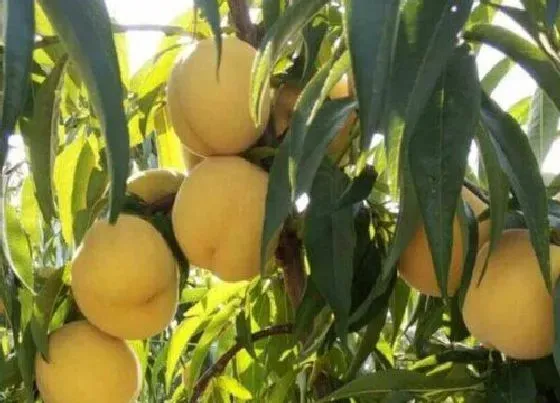 植物常识问题|黄桃品种