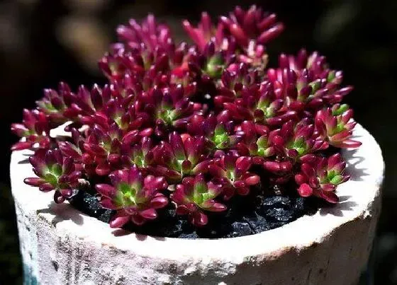 植物常识问题|多肉穿裙子了怎么办