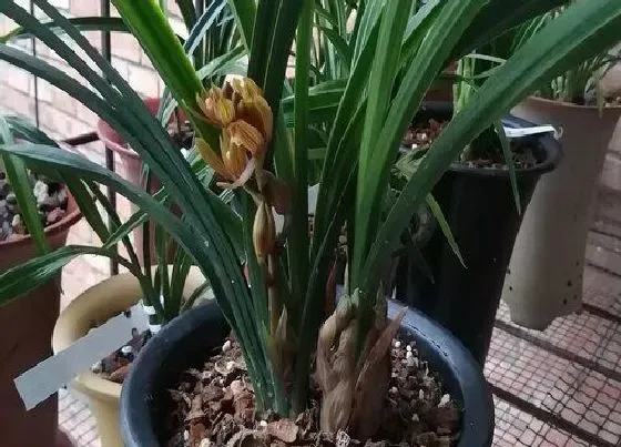 植物常识问题|如何给兰花施肥新根挤满盆