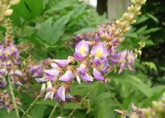 植物常识问题|红藤和鸡血藤的区别