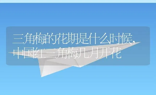三角梅的花期是什么时候,中国红三角梅几月开花 | 养殖常见问题