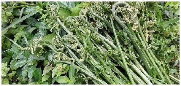 蕨菜是种子植物吗 | 三农答疑