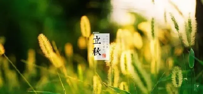 植物常识问题|立秋无雨是空秋万物历来一半收（立秋对农作物的影响）