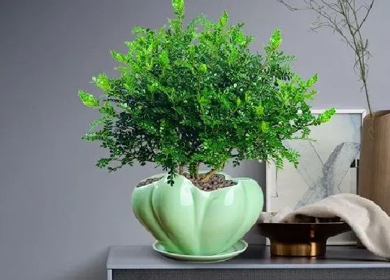 植物常识问题|胡椒木叶子发黄掉落原因 胡椒木黄叶落叶怎么救