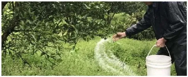 小果树苗如何施复合肥 | 农业问题