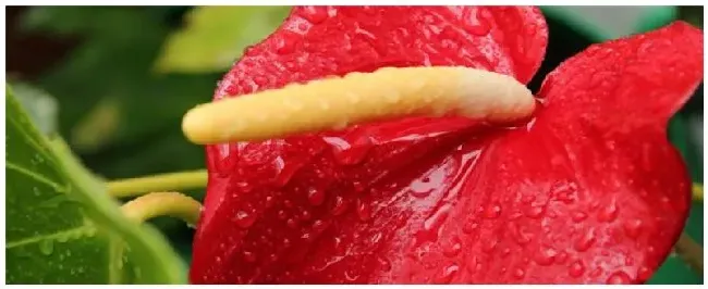 红掌需要多久浇一次水 | 农业答疑