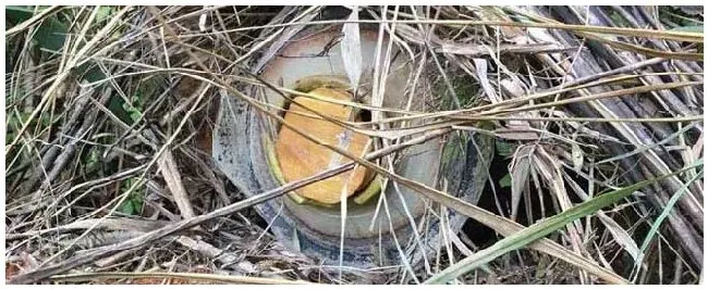 怎么找野生蜜蜂窝最快？ | 三农答疑