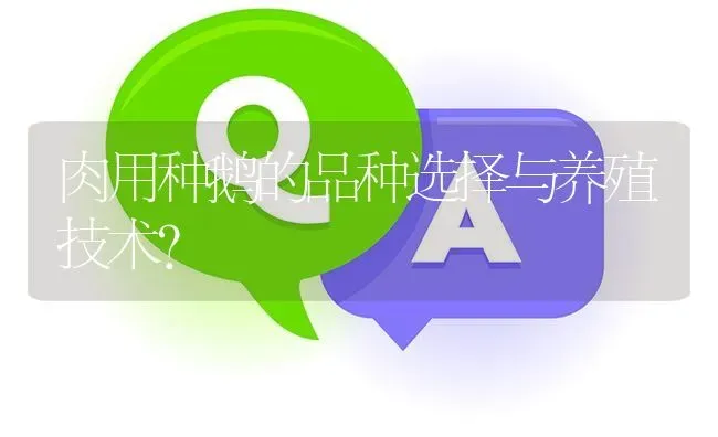 肉用种鹅的品种选择与养殖技术? | 养殖问题解答