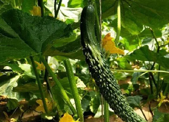 植物常识问题|黄瓜生长对水分的要求（种植黄瓜生长需要的水分条件）