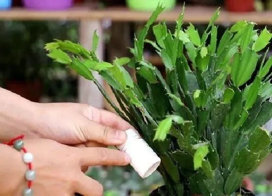 植物常识问题|植物养护中如何选择合适的肥料