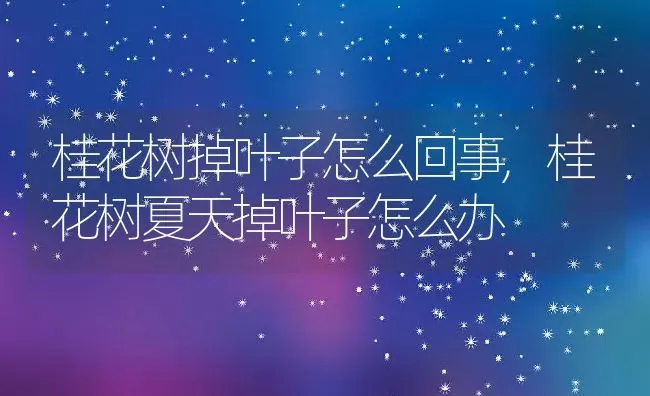 桂花树掉叶子怎么回事,桂花树夏天掉叶子怎么办 | 养殖常见问题