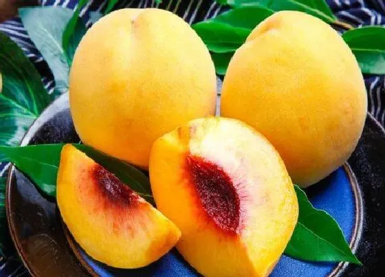 植物常识问题|黄桃品种