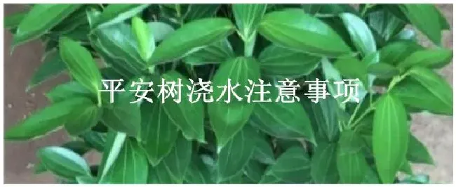 平安树浇水注意事项 | 农业问题