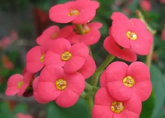 植物常识问题|虎刺梅老是出现不生长的情况是什么原因