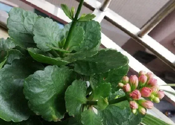 植物常识问题|长寿花叶片发黄如何恢复绿叶
