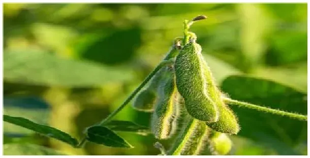 黄豆种植时间和方法及株行距 | 生活常识