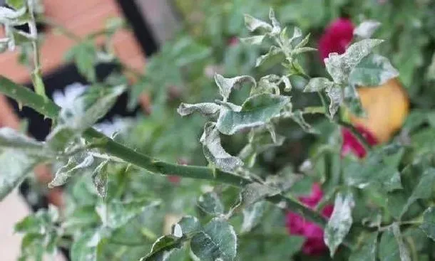 植物常识问题|月季花长白霜用什么药（月季花长了白色的霜是什么东西）