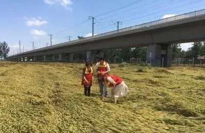 植物常识问题|小麦倒伏后的补救措施 （小麦倒伏后又有什么方法挽救）