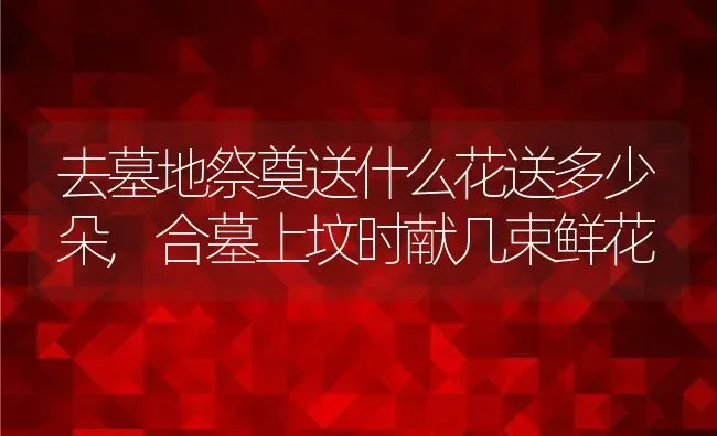 去墓地祭奠送什么花送多少朵,合墓上坟时献几束鲜花 | 养殖常见问题