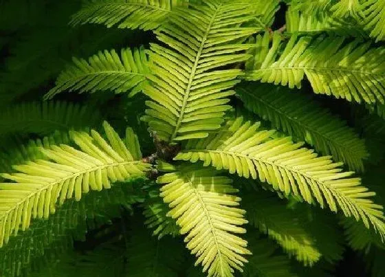 植物常识问题|水杉长什么样子图片