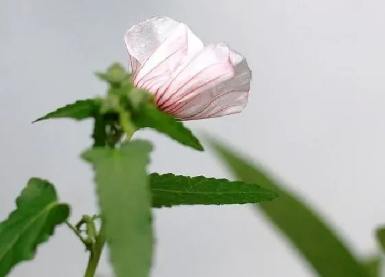 植物常识问题|白木槿花的功效与作用及食用方法