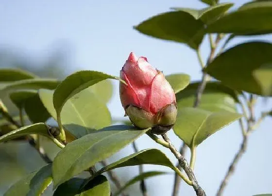 植物常识问题|茶花冒出花苞之后如何养护开花