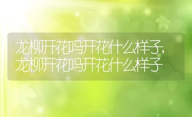 龙柳开花吗开花什么样子,龙柳开花吗开花什么样子 | 养殖常见问题
